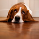Illustration for article titled Sad Dog